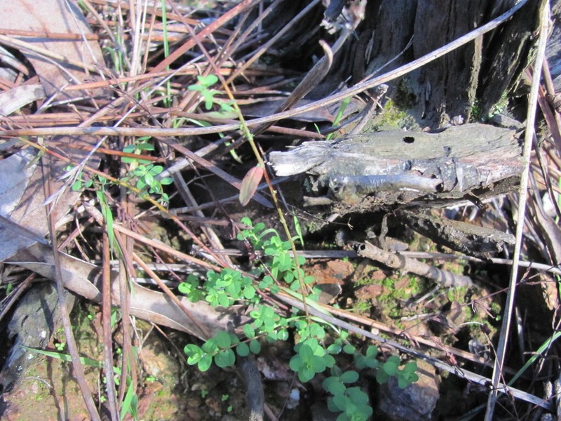 Trailing St. Johnswort photo 7