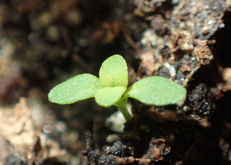 Trailing St. Johnswort photo 4