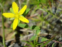 Trailing St. Johnswort