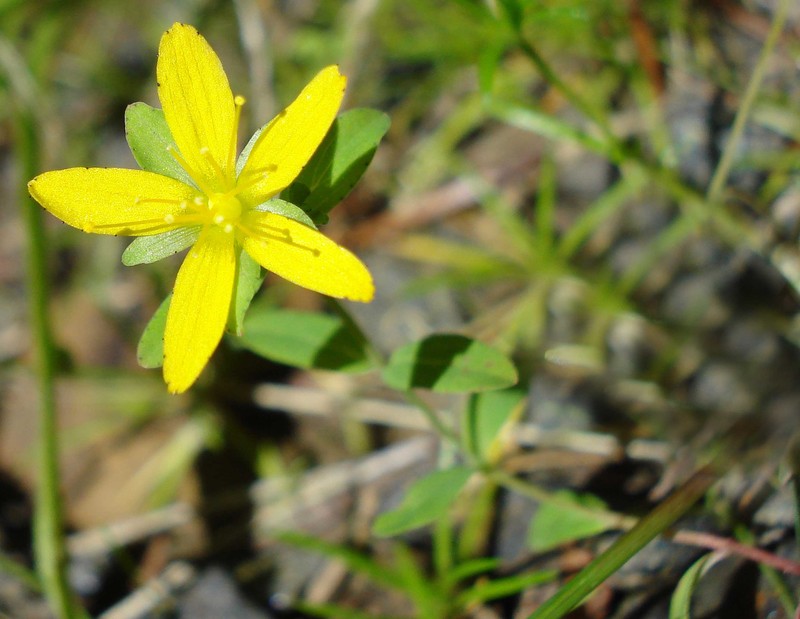 Trailing St. Johnswort