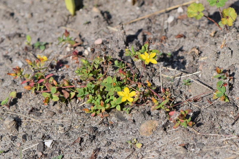 Trailing St. Johnswort photo 2