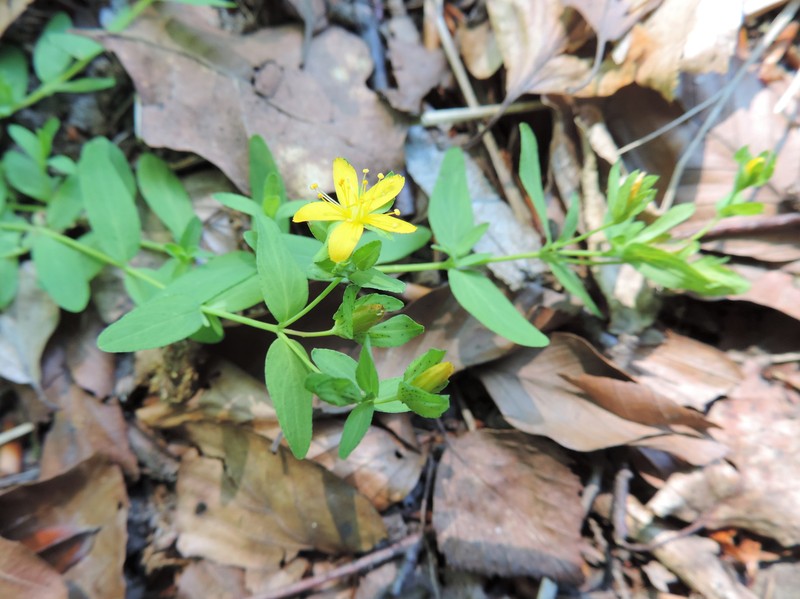 Trailing St. Johnswort photo 3