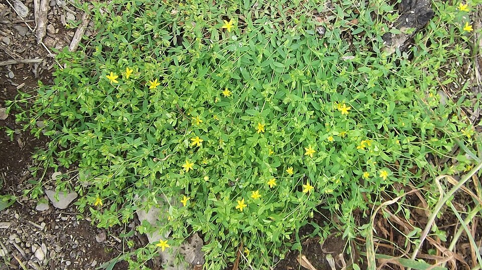 Trailing St. Johnswort photo 5