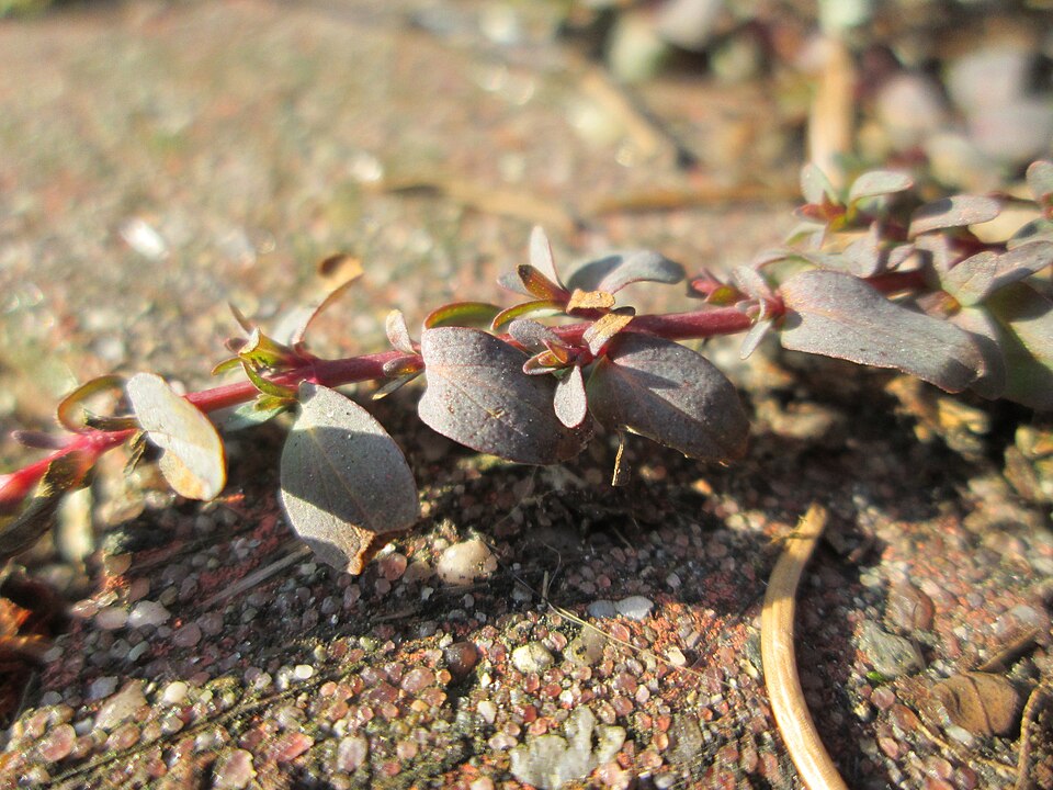 Trailing St. Johnswort photo 6