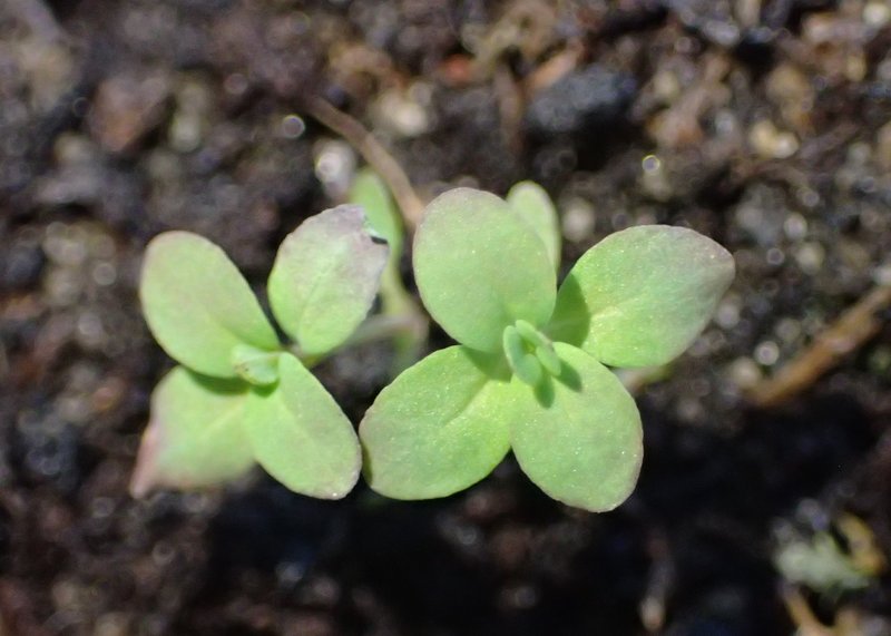 Trailing St. Johnswort photo 7