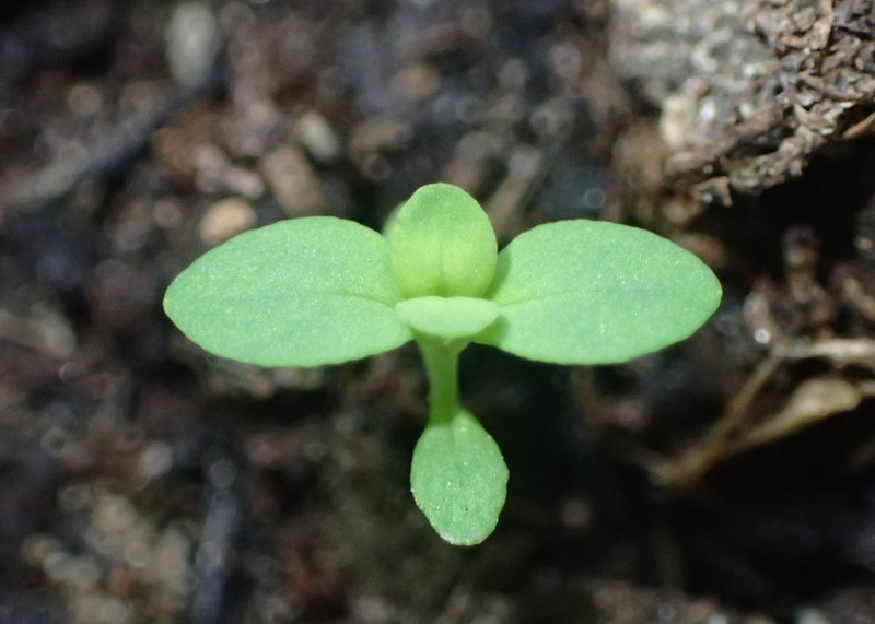 Trailing St. Johnswort photo 8