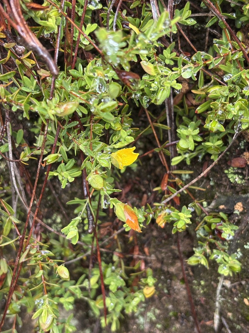 Hypericum hypericoides subsp. hypericoides
