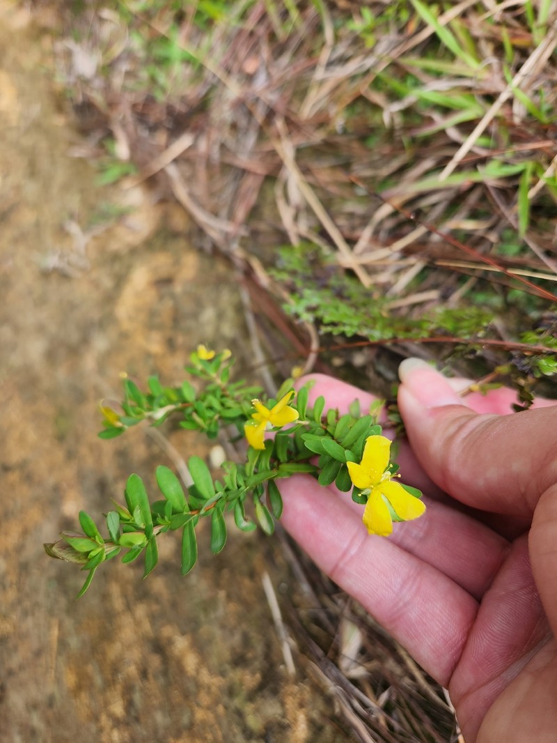 Hypericum hypericoides subsp. hypericoides photo 2