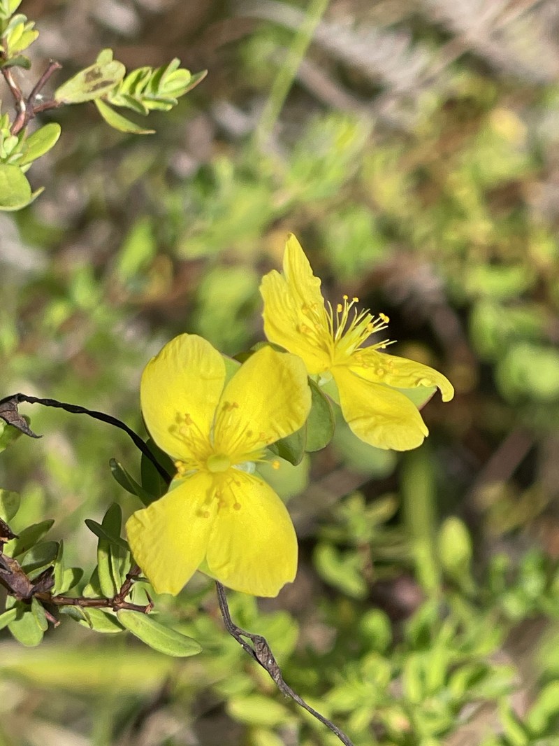Hypericum hypericoides subsp. hypericoides photo 3