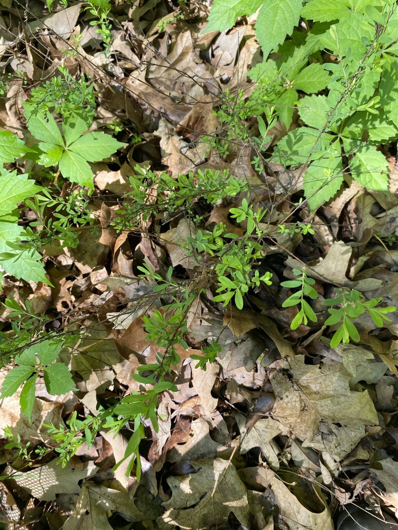 Hypericum hypericoides subsp. hypericoides photo 4