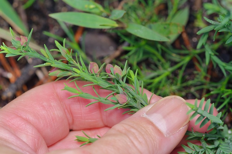 Hypericum hypericoides subsp. hypericoides photo 5