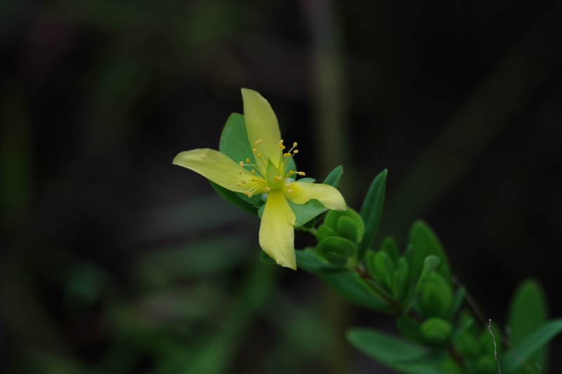 Hypericum hypericoides subsp. hypericoides photo 6