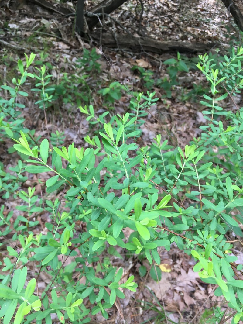 Hypericum hypericoides subsp. hypericoides photo 7