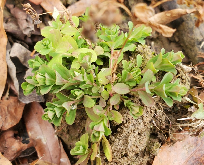 Hypericum hypericoides subsp. multicaule