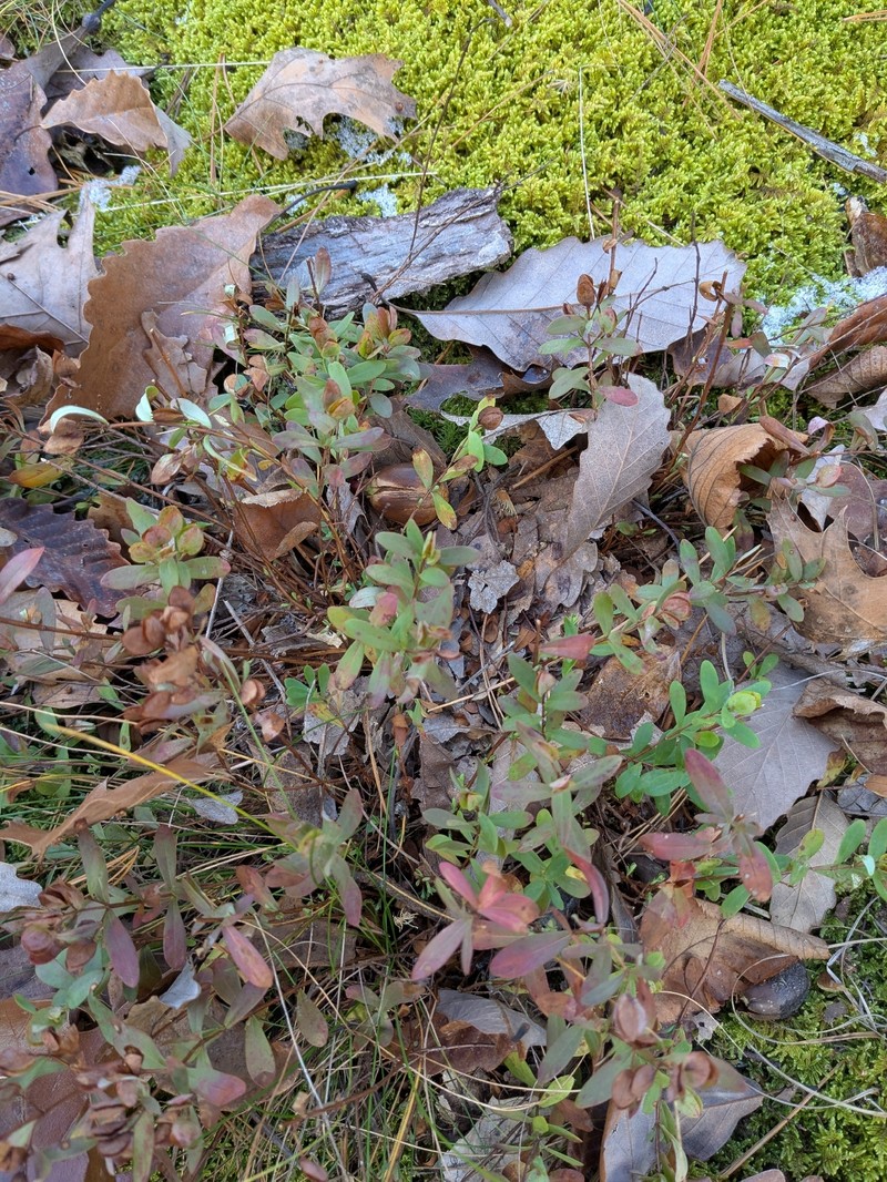 Hypericum hypericoides subsp. multicaule photo 3