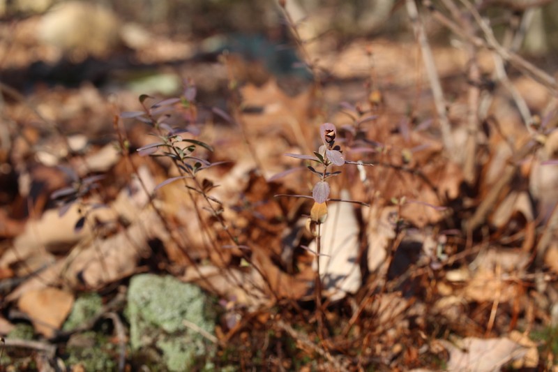 Hypericum hypericoides subsp. multicaule photo 4