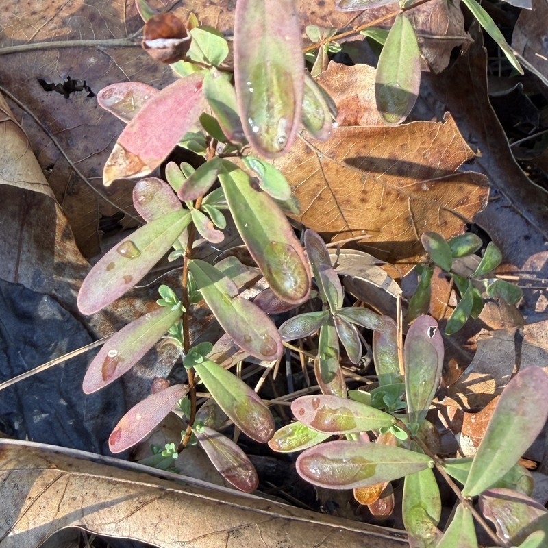 Hypericum hypericoides subsp. multicaule photo 5