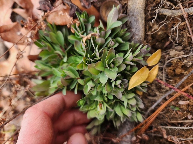 Hypericum hypericoides subsp. multicaule photo 6