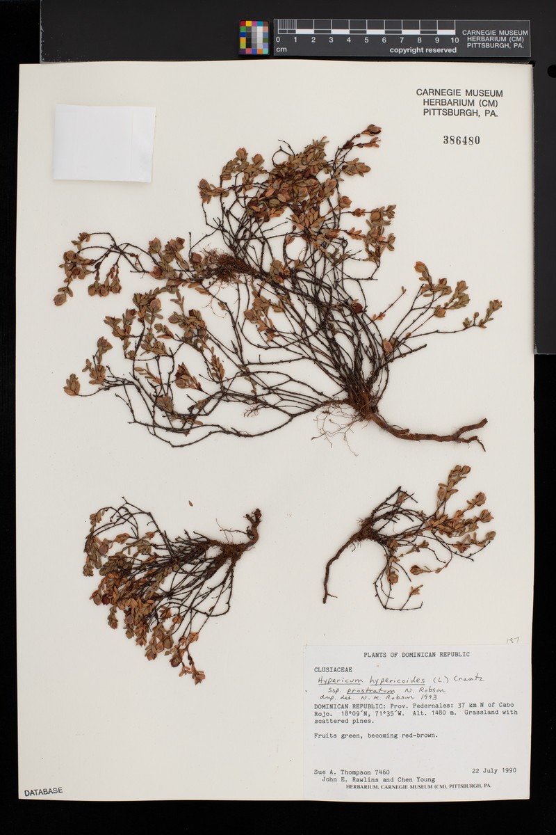 Hypericum hypericoides subsp. prostratum