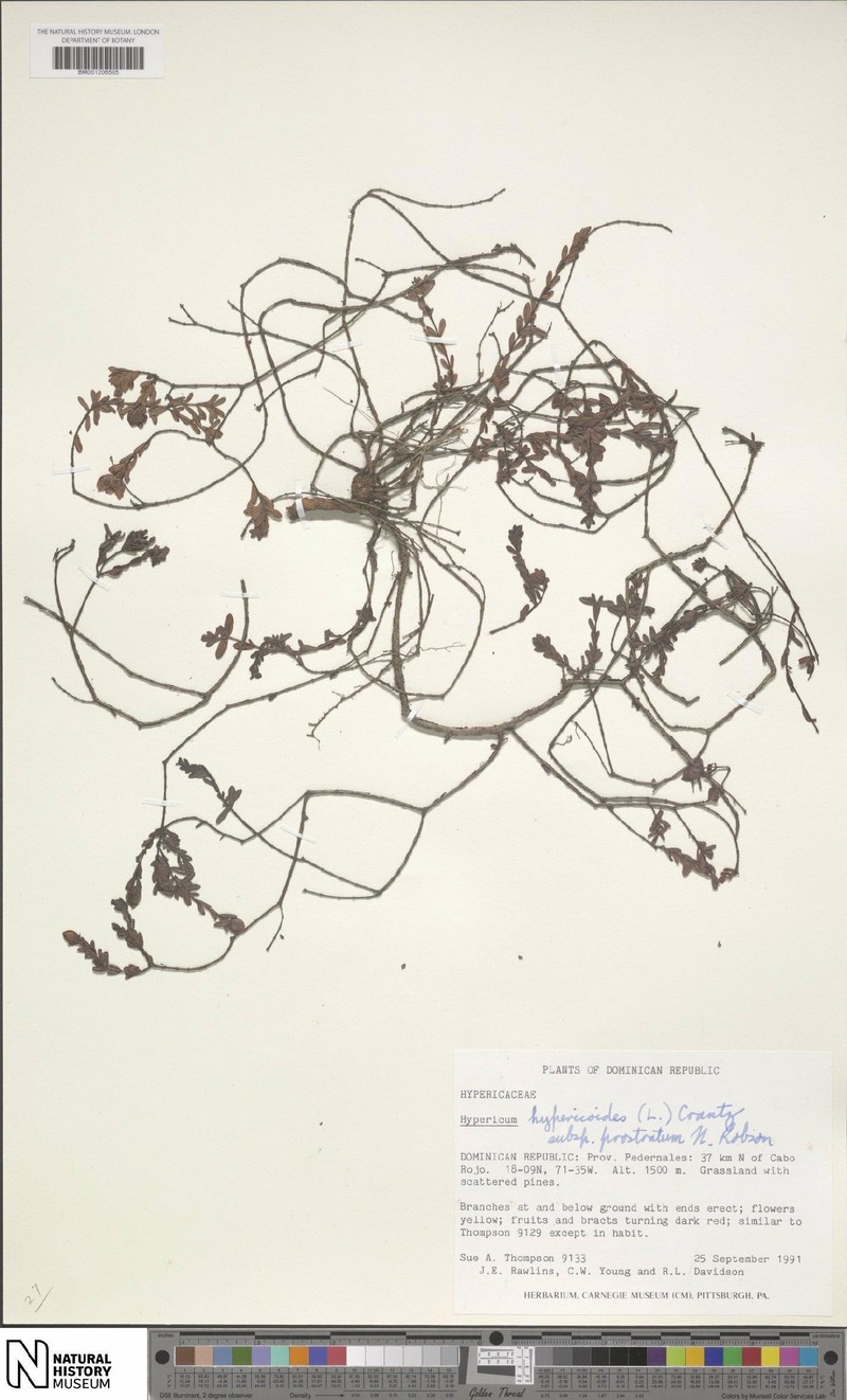 Hypericum hypericoides subsp. prostratum photo 2