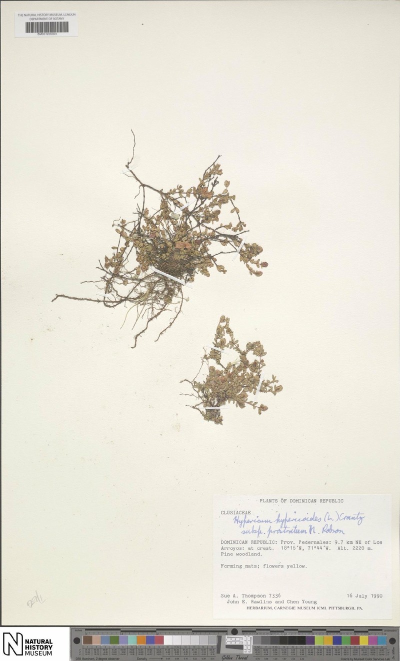 Hypericum hypericoides subsp. prostratum photo 3