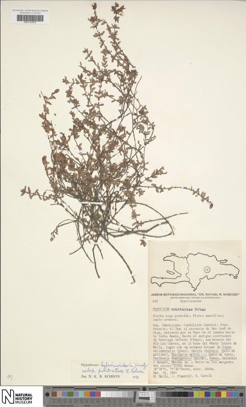 Hypericum hypericoides subsp. prostratum photo 4
