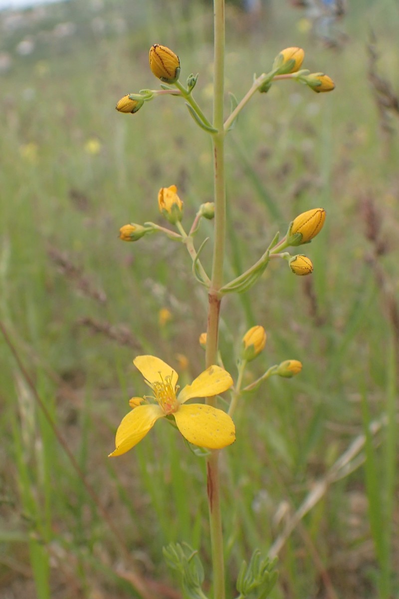Hypericum hyssopifolium