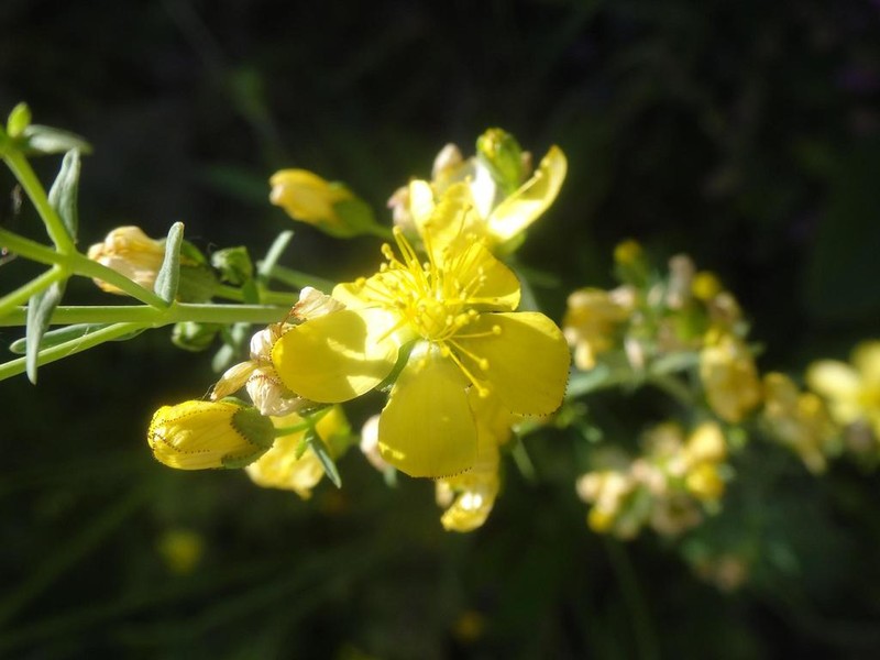 Hypericum hyssopifolium photo 3