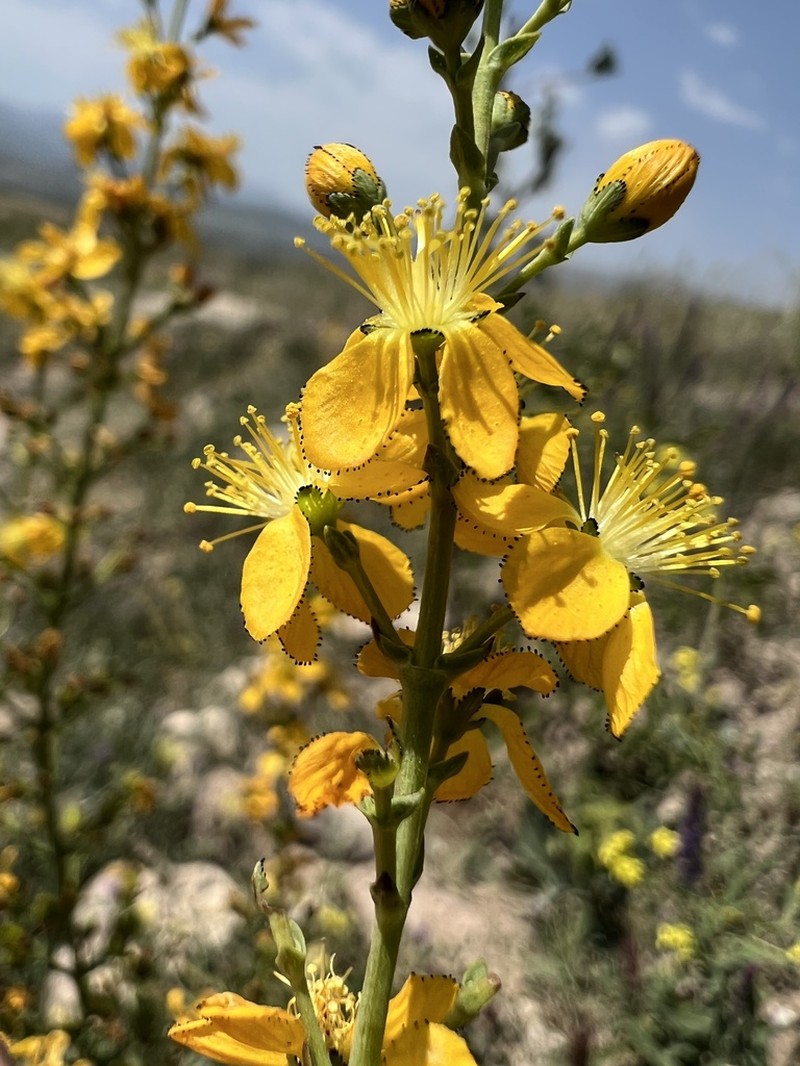 Hypericum hyssopifolium photo 4