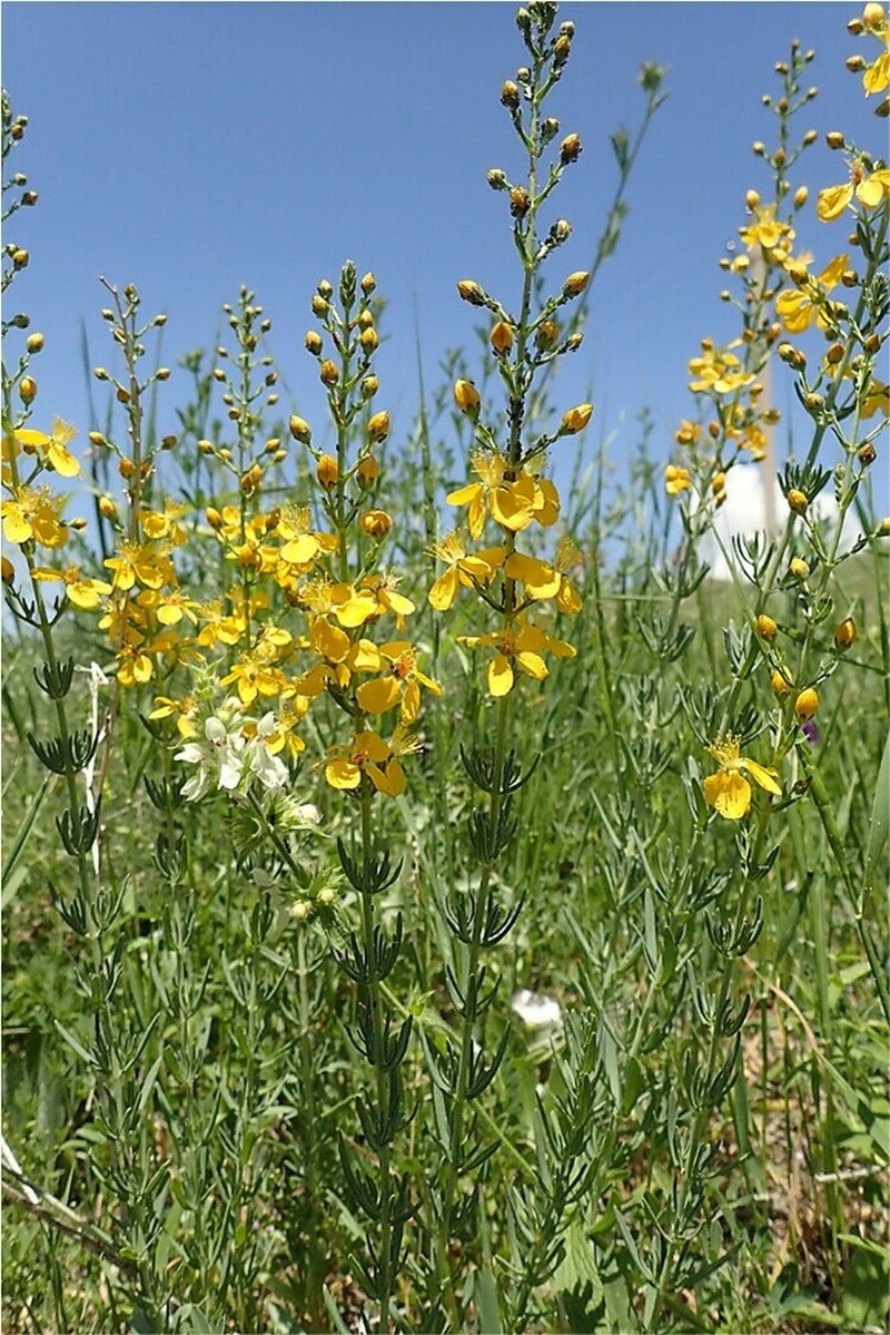 Hypericum hyssopifolium photo 5