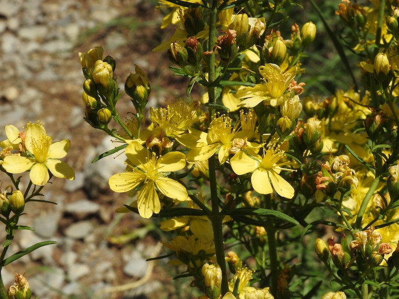 Hypericum hyssopifolium photo 6