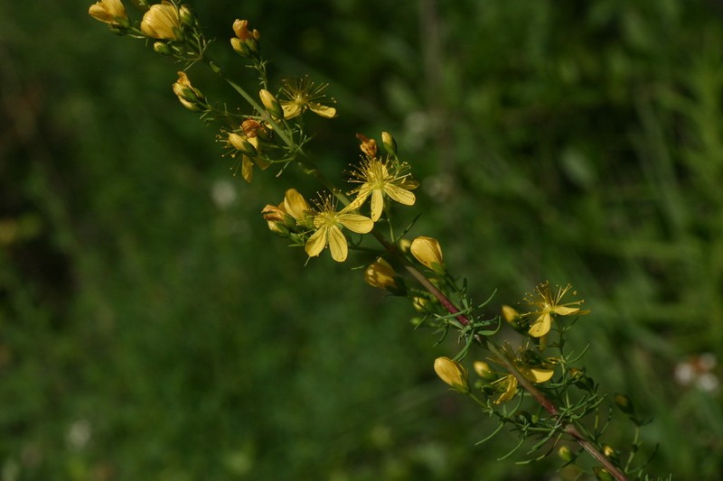 Hypericum hyssopifolium photo 7