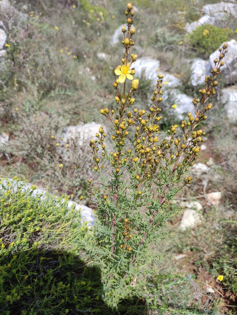 Hypericum hyssopifolium f. hyssopifolium