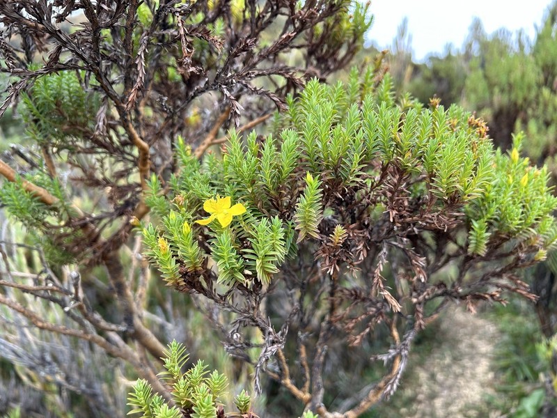 Hypericum irazuense