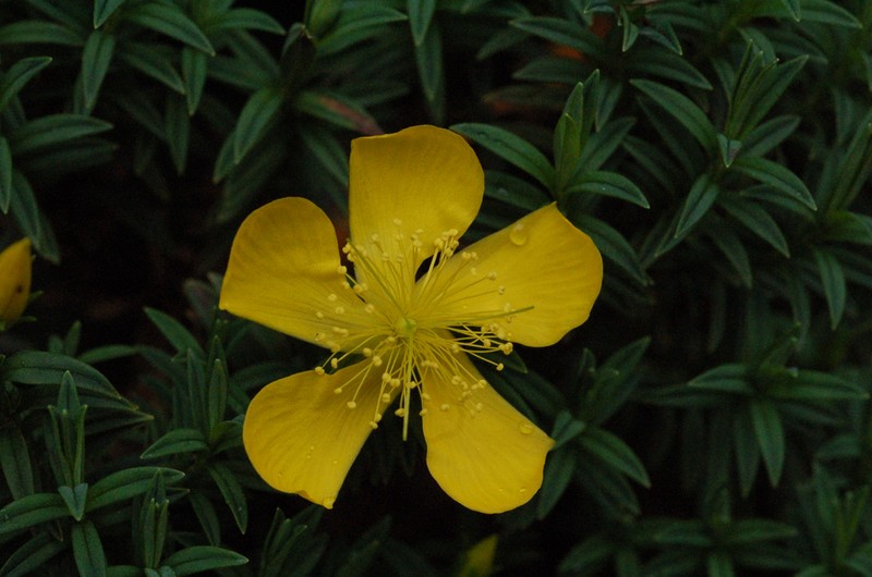 Hypericum irazuense photo 2