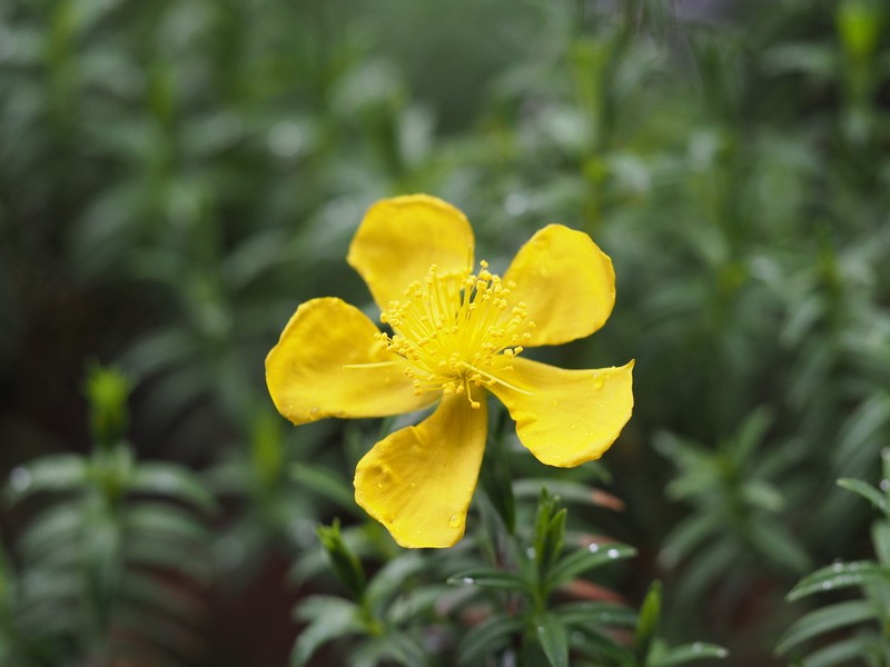 Hypericum irazuense photo 3