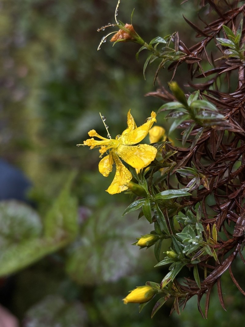 Hypericum irazuense photo 4