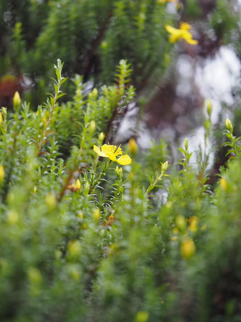 Hypericum irazuense photo 5