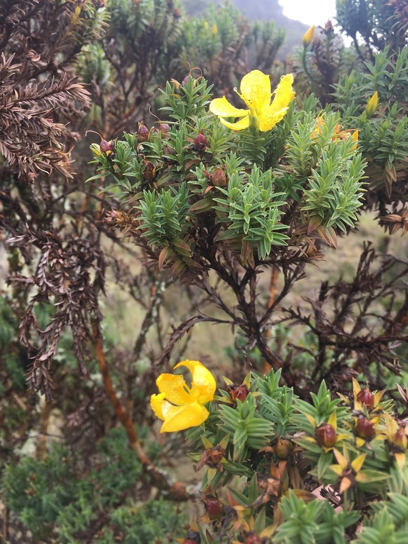 Hypericum irazuense photo 6