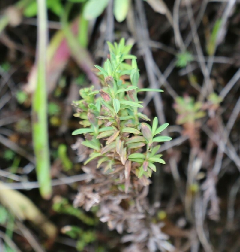 Hypericum irazuense photo 8