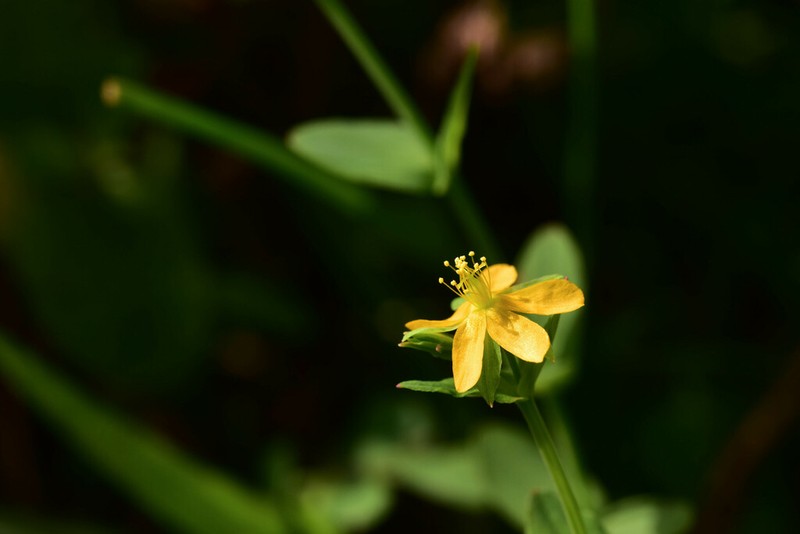 Hypericum japonicum photo 2