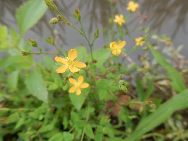 Hypericum japonicum photo 4