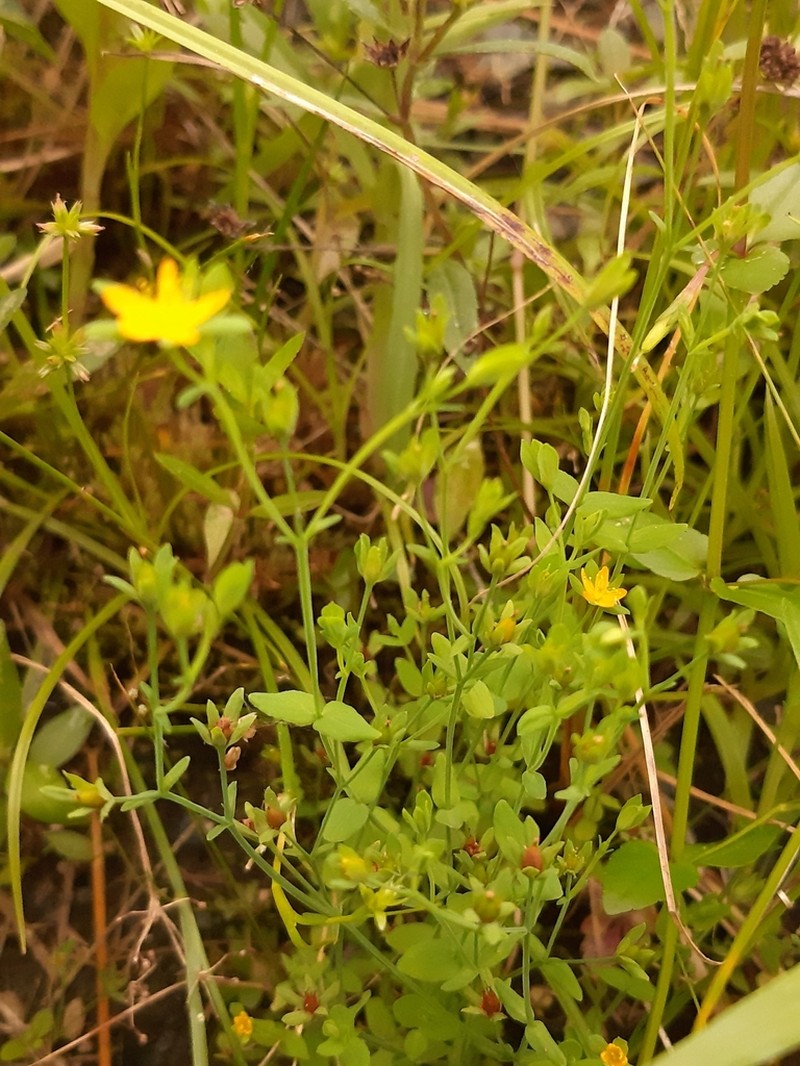 Hypericum japonicum photo 5