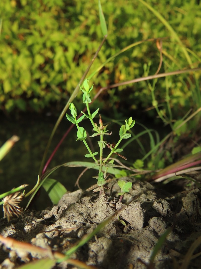 Hypericum japonicum photo 6