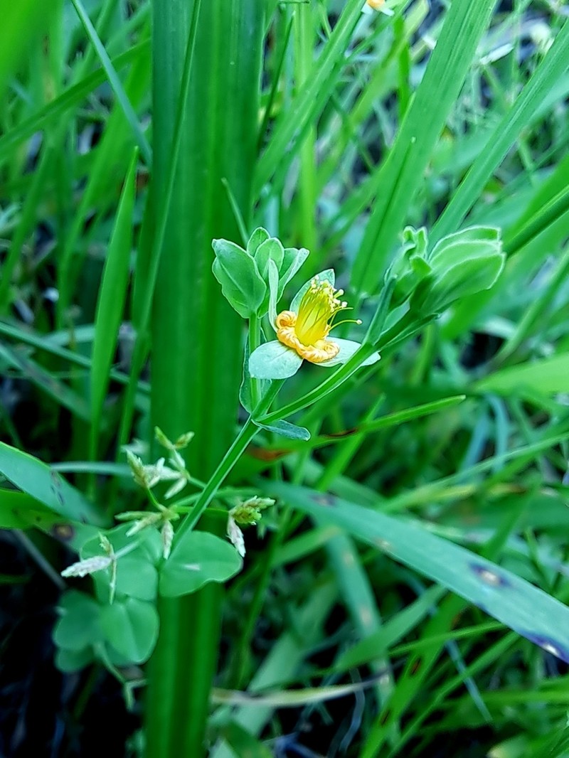 Hypericum japonicum photo 7