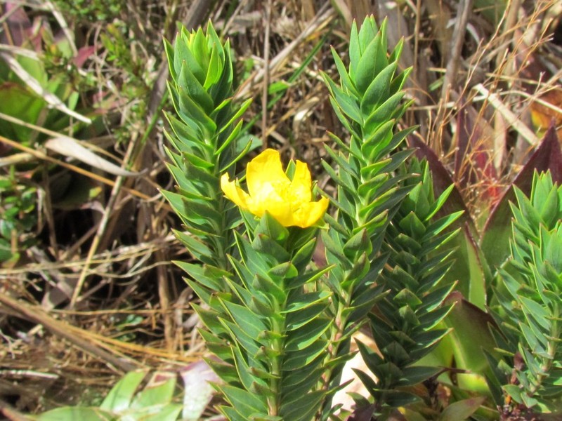 Hypericum jaramilloi