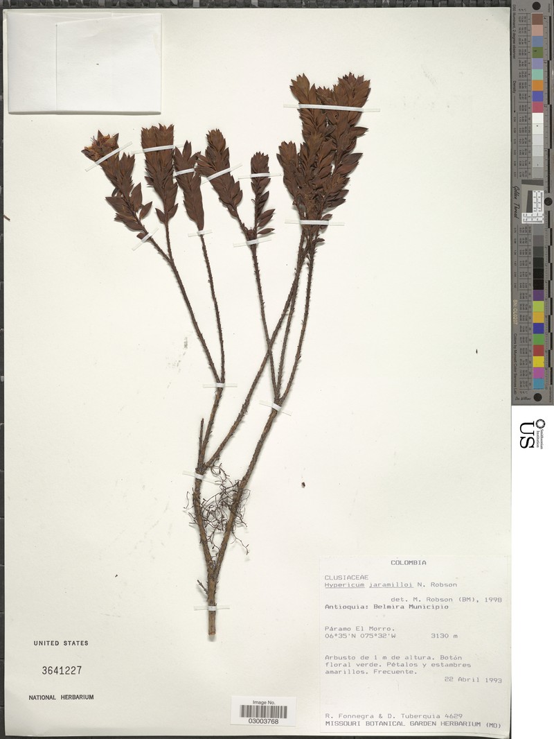 Hypericum jaramilloi photo 2