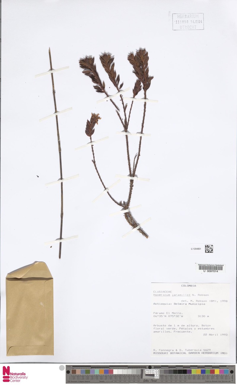 Hypericum jaramilloi photo 3