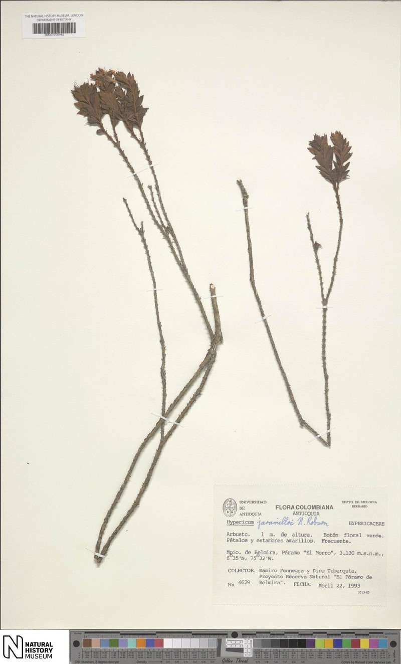 Hypericum jaramilloi photo 4