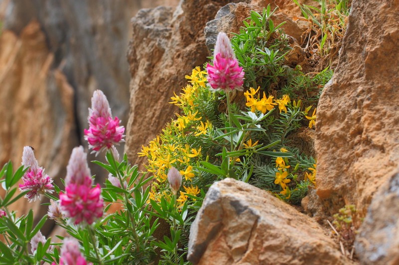 Hypericum jovis photo 2